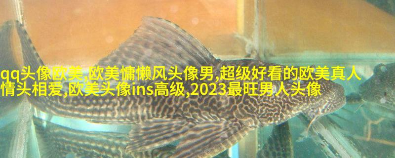 惊艳的欧美头像(精选12张)